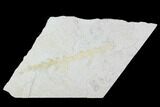 Fossil Plant (Brachyphyllum) - Solnhofen Limestone, Germany #100792-1